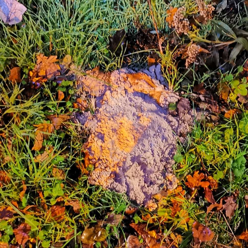 Giftköder-Komisches helles Pulver an der Brücke-Profilbild