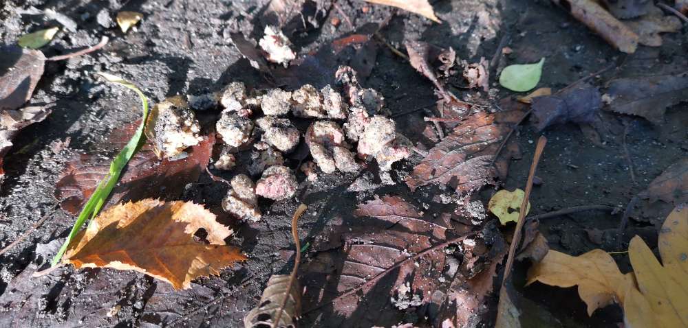 Giftköder-Mutmaßlicher Giftköder-Profilbild