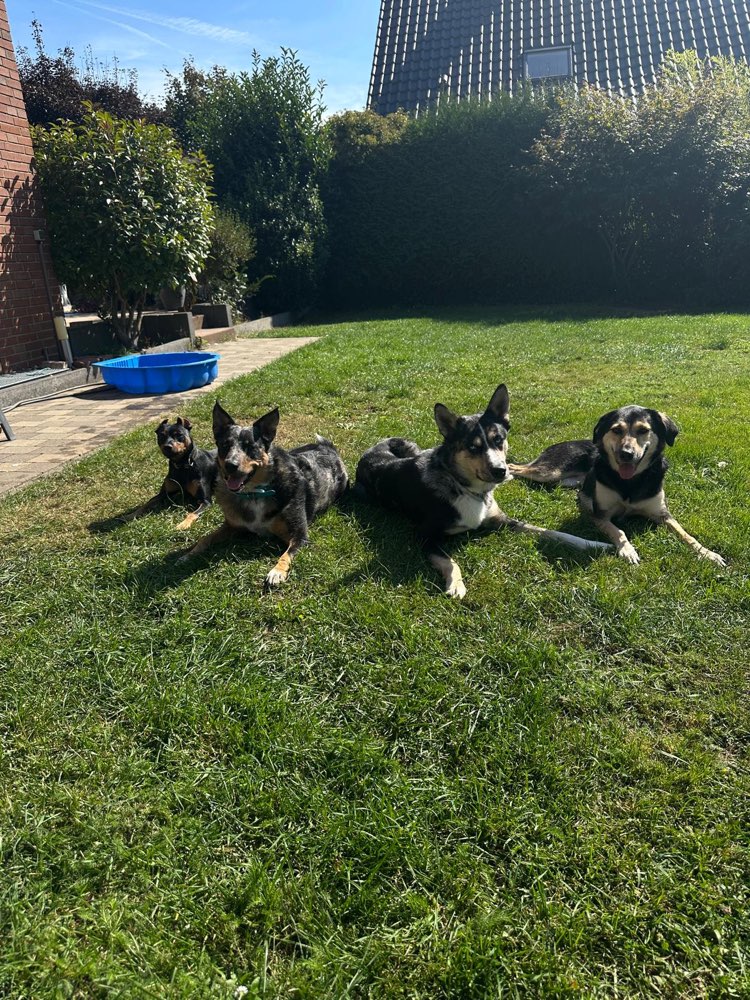 Hundetreffen-Gassirunde/Spieltreffen-Profilbild