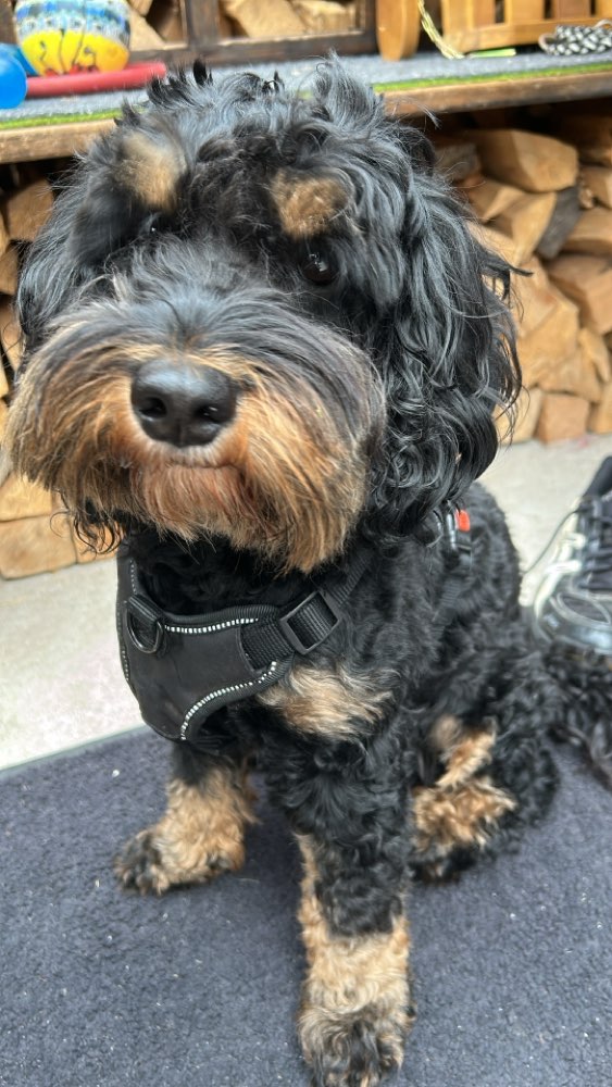 Hundetreffen-Hunde Treffen für unseren verspielten r-Profilbild