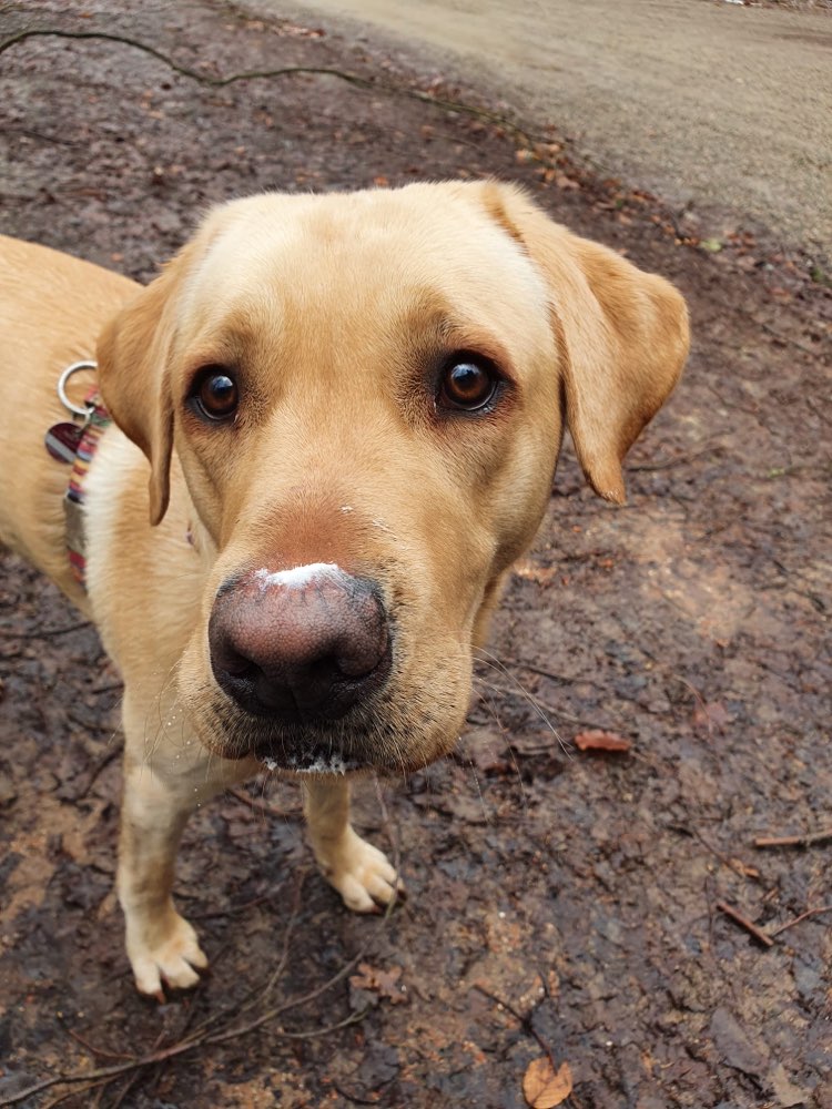 Hundetreffen-Hunderunde in Freiberg?-Profilbild