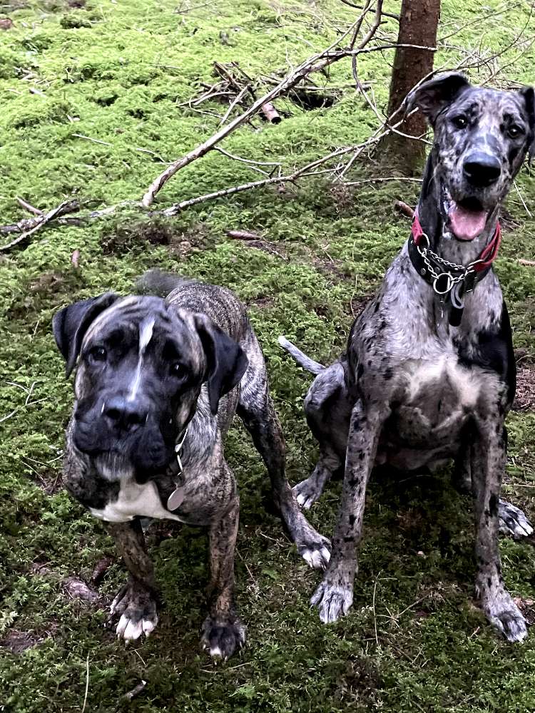 Hundetreffen-Spiel Treffen-Profilbild