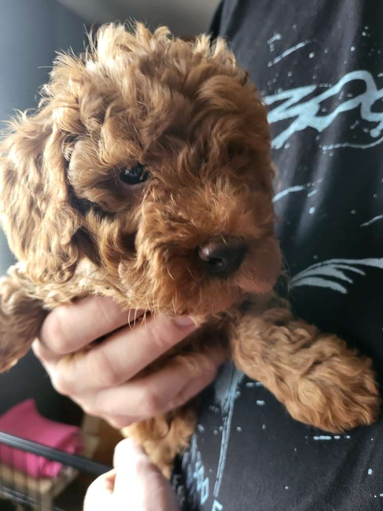 Hundetreffen-Welpen- u. Kleinhundesozialisierung Langenenslingen-Profilbild