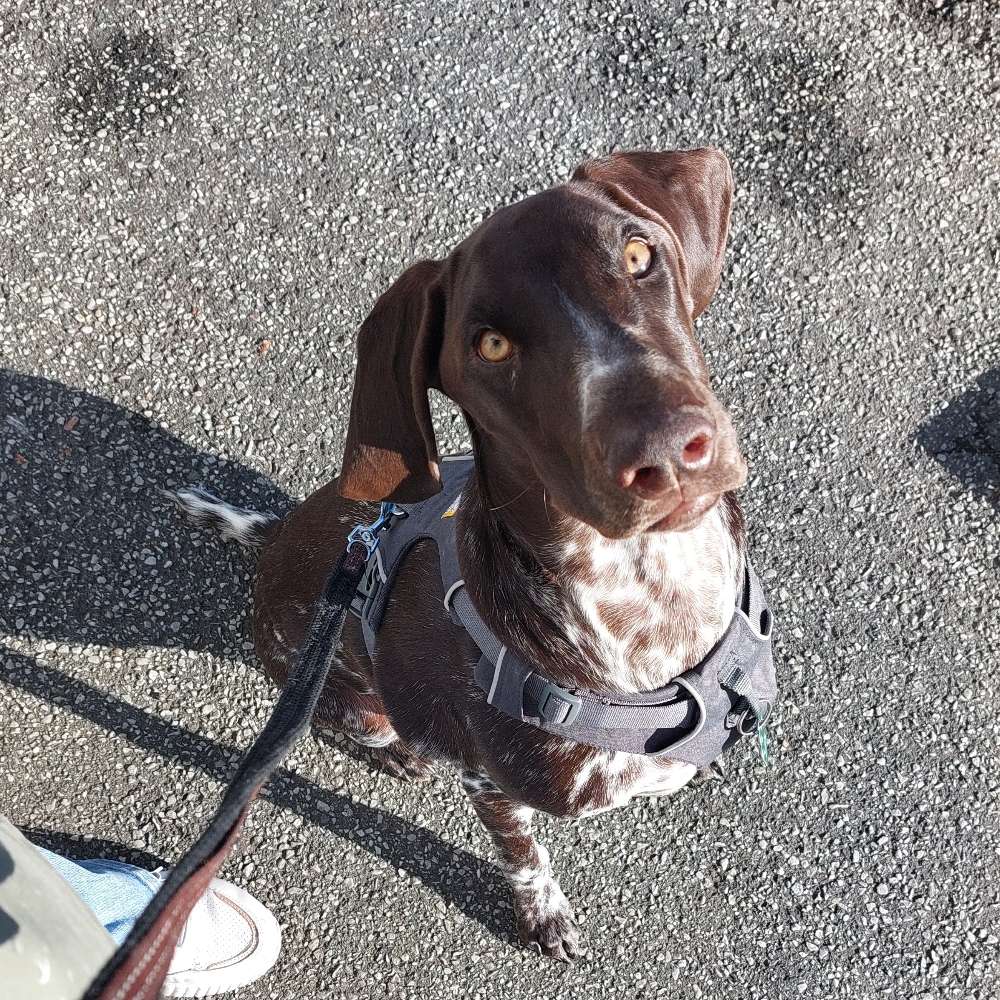 Hundetreffen-Bea sucht Spielfreunde 😊-Profilbild