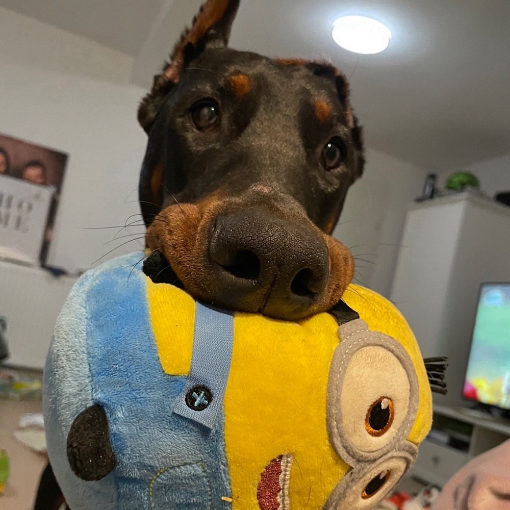 Hundetreffen-Regelmäßige Spiel-&Gassirunde-Profilbild