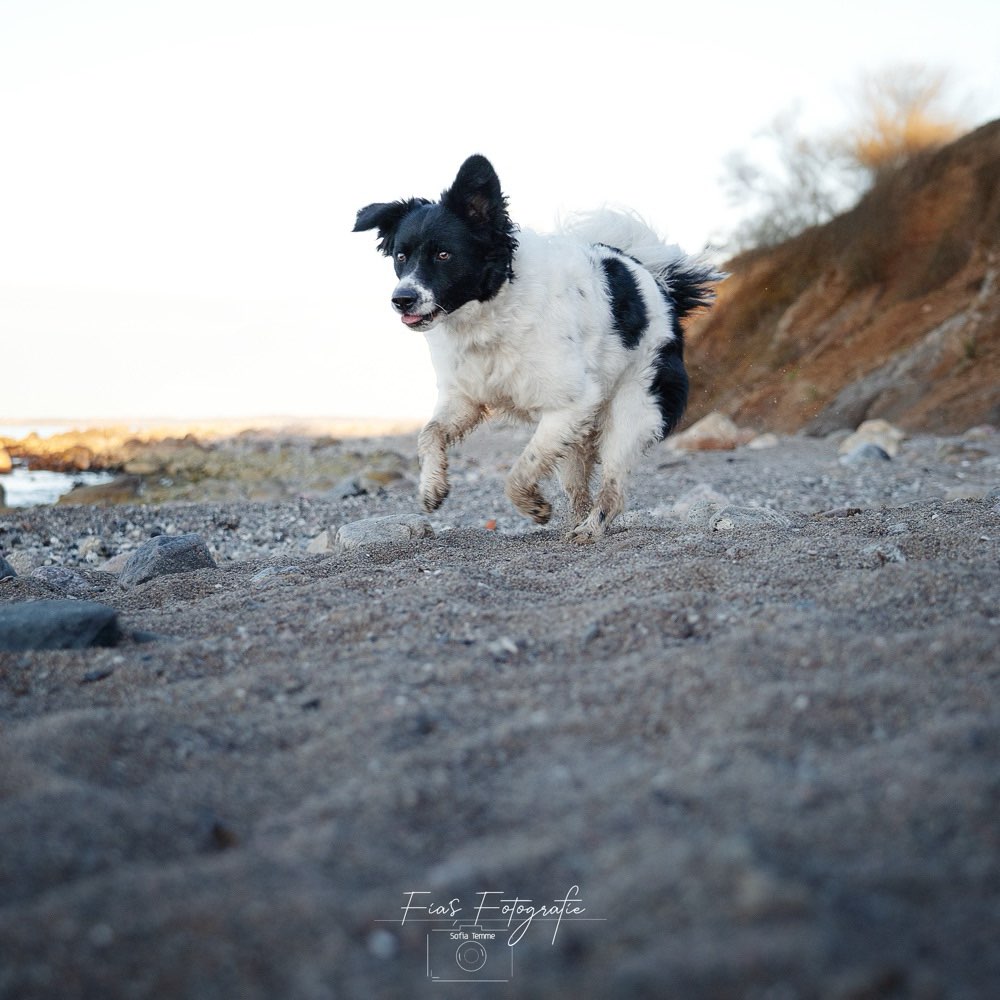 Hundetreffen-Hundefreunde kennenlernen-Profilbild
