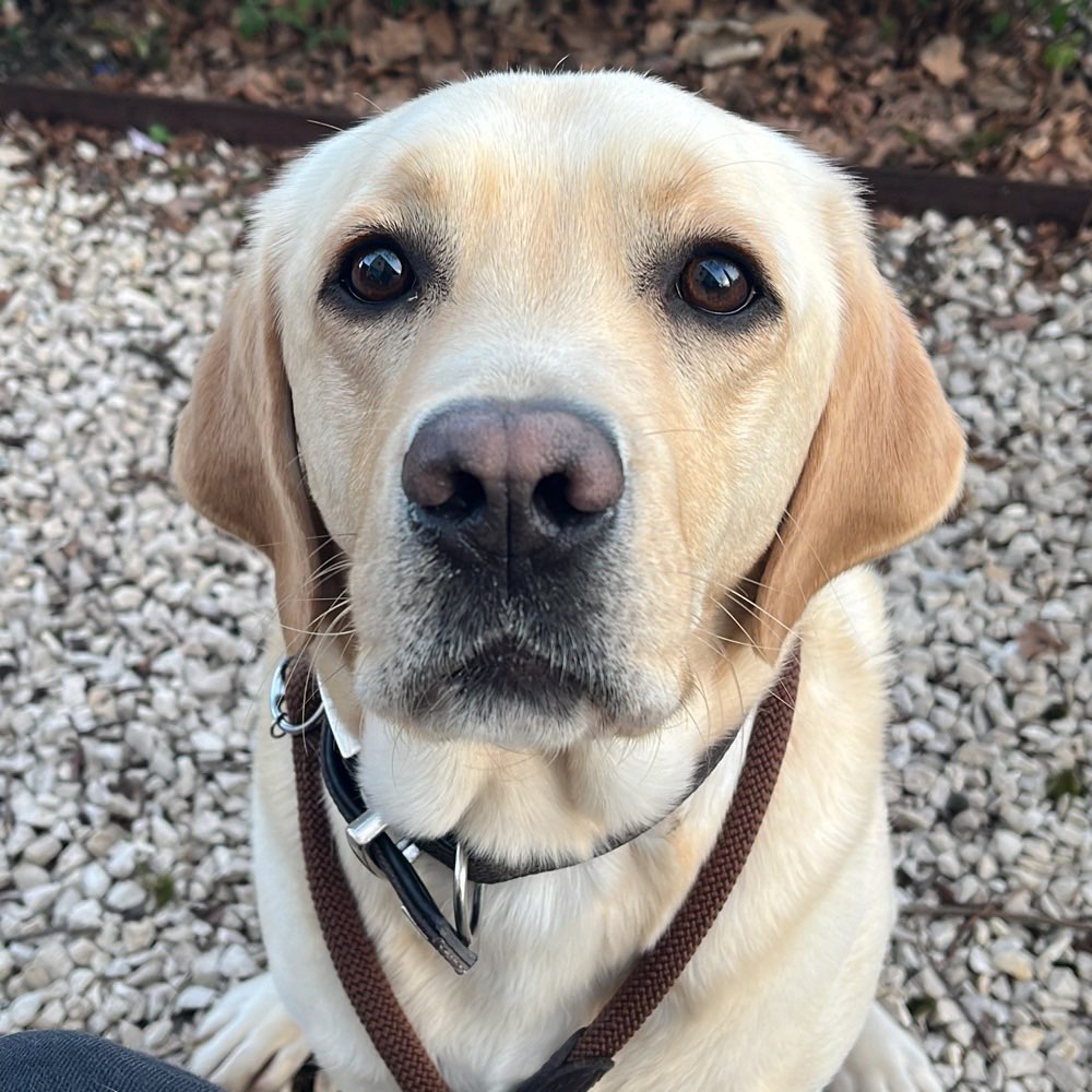 Hundetreffen-Gassirunden, Spielen, Training-Profilbild