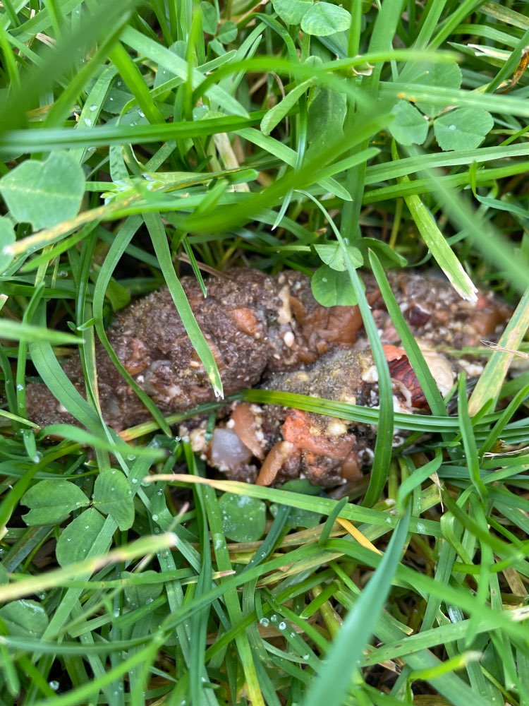 Giftköder-Giftköder-Profilbild