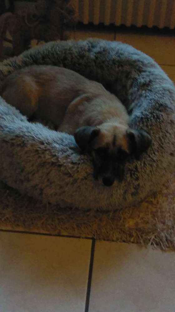 Hundetreffen-Kontakt zu anderen Hund/en fuer Flocke gesucht-Profilbild