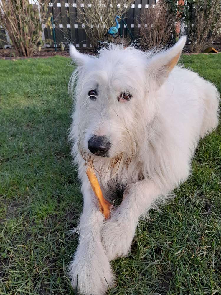 Hundetreffen-Gassirunde zum kennenlernen-Profilbild