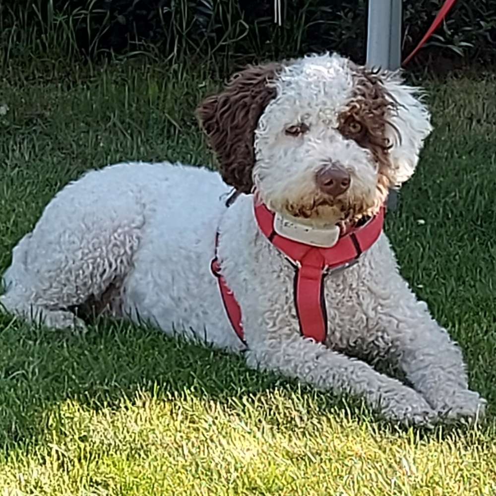 Hundetreffen-Gemeinsame Spaziergänge in Stauchitz und Umgebung-Profilbild