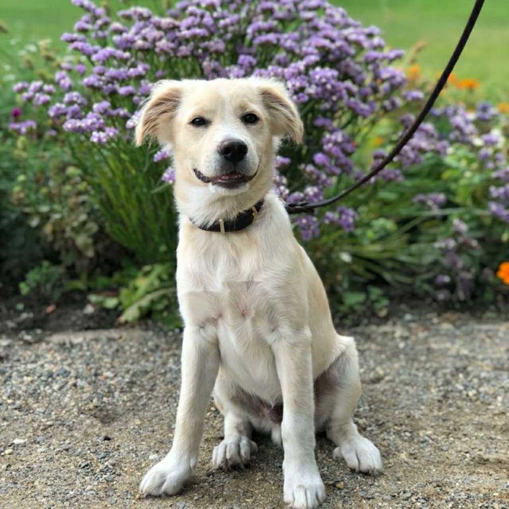 Hundetreffen-Welpenspielstunde-Profilbild