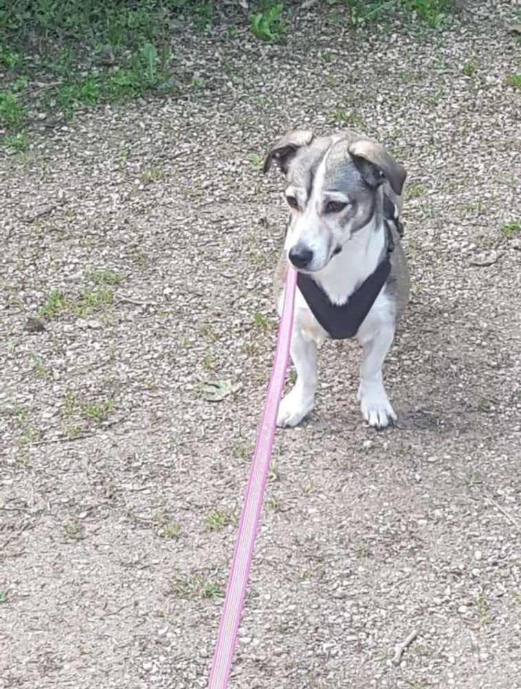 Hundetreffen-Spielereien im Schloßpark Sinzig-Profilbild