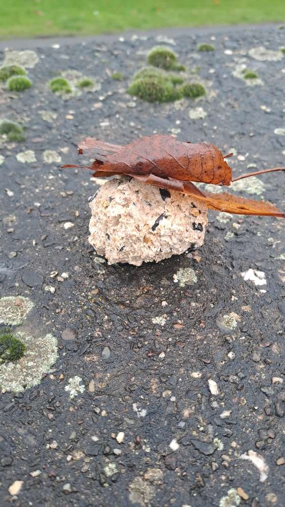 Giftköder-Evtl. Giftköder-Profilbild