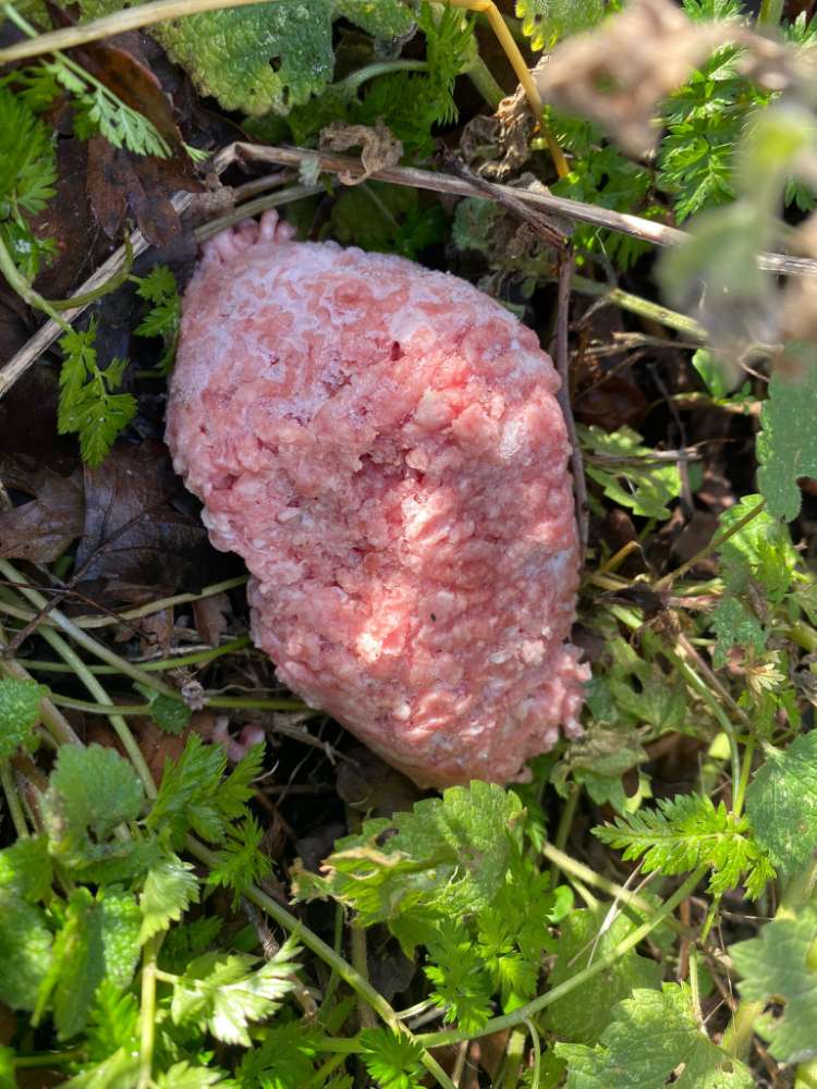 Giftköder-Giftköder-Profilbild