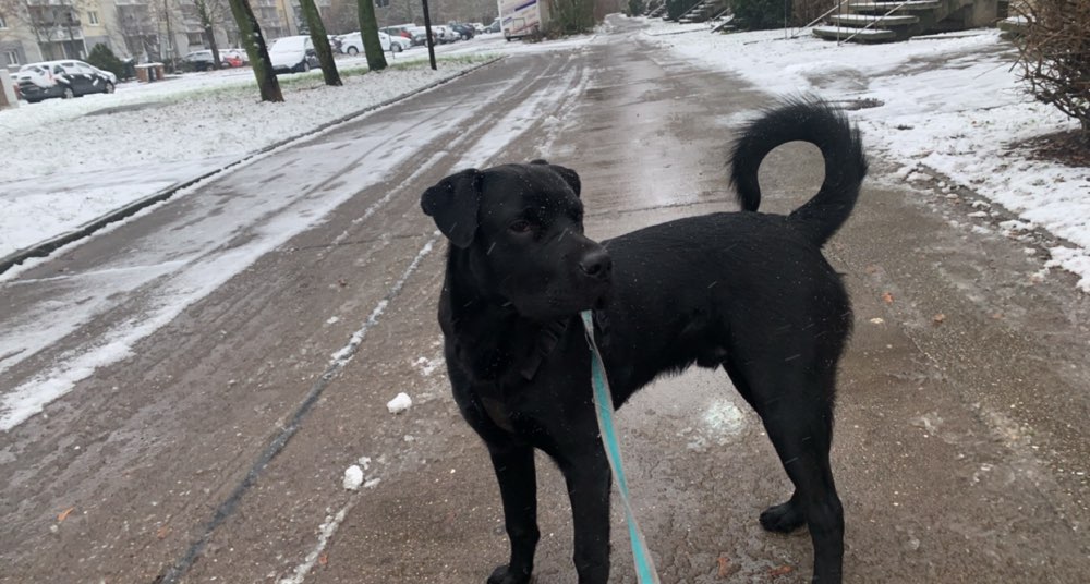 Hundetreffen-Welpentreffen in halle-Profilbild