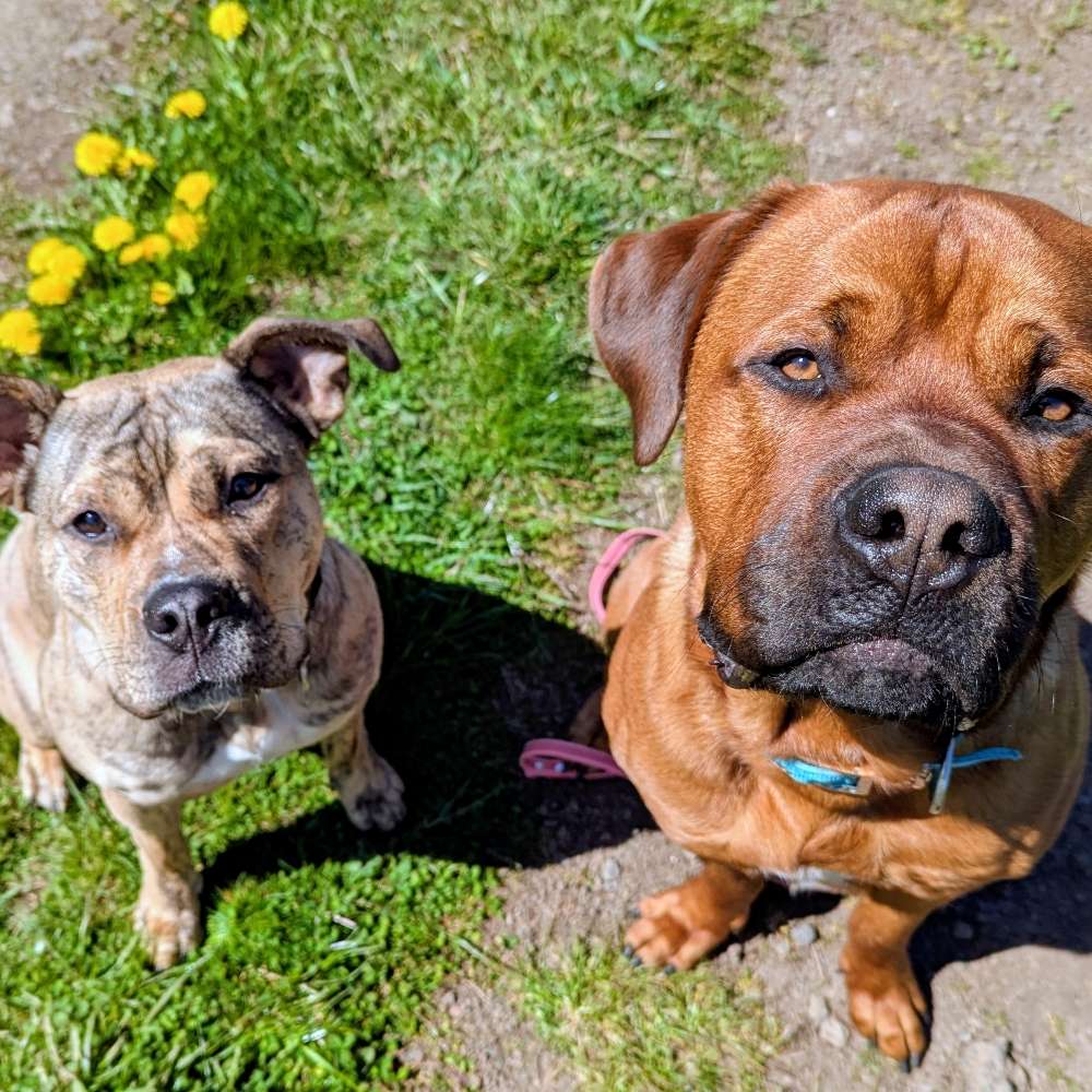 Hundetreffen-Gemeinsames Spazierengehen-Profilbild