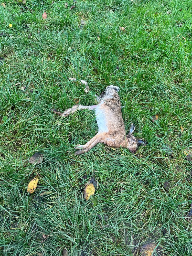Giftköder-Toter Hase-Profilbild