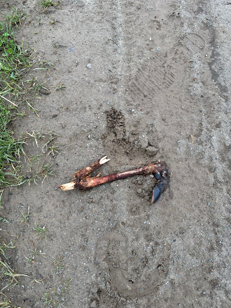 Giftköder-Rehbein/-knochen-Profilbild