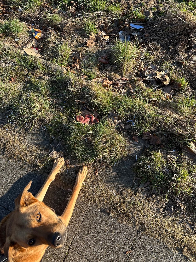 Giftköder-Fleischstücken (Schweinefleisch)-Profilbild