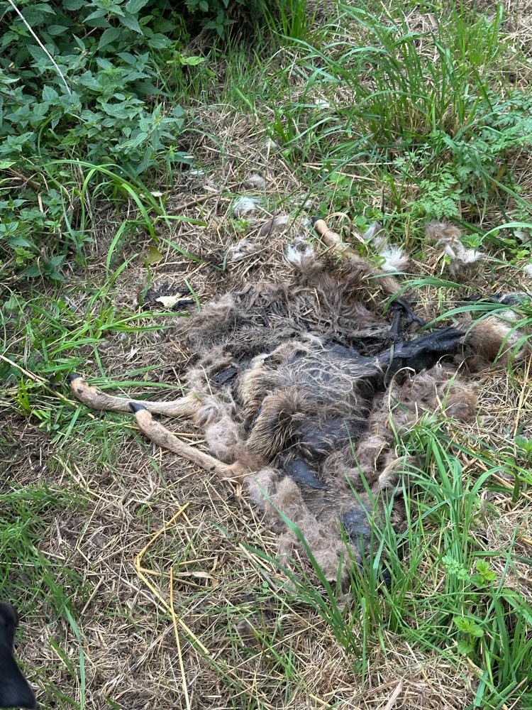 Giftköder-Reh-Kadaver Velpker Schweiz-Profilbild