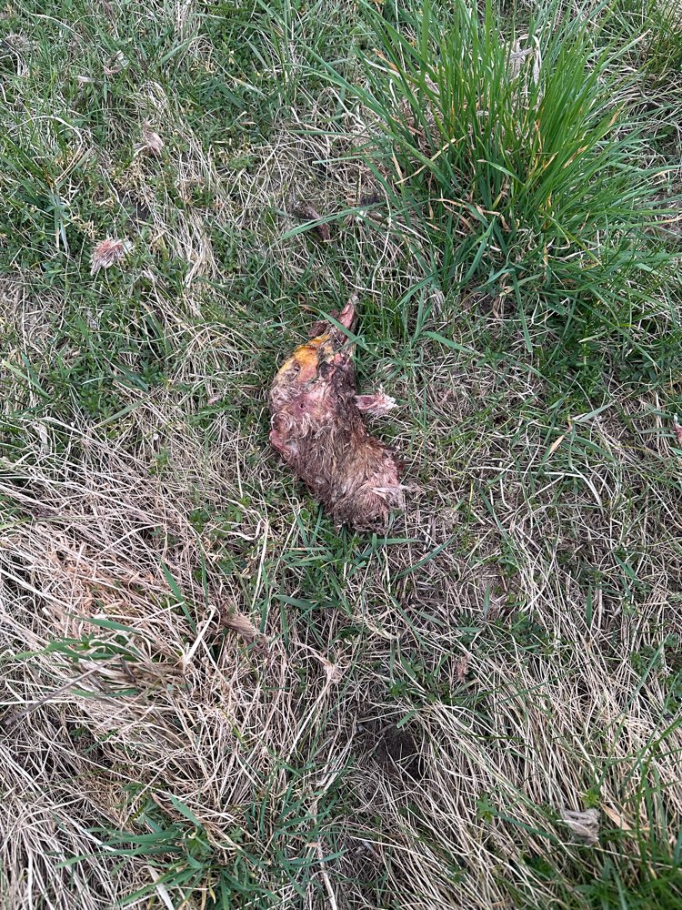 Giftköder-Gänsekopf am Wegrand-Profilbild