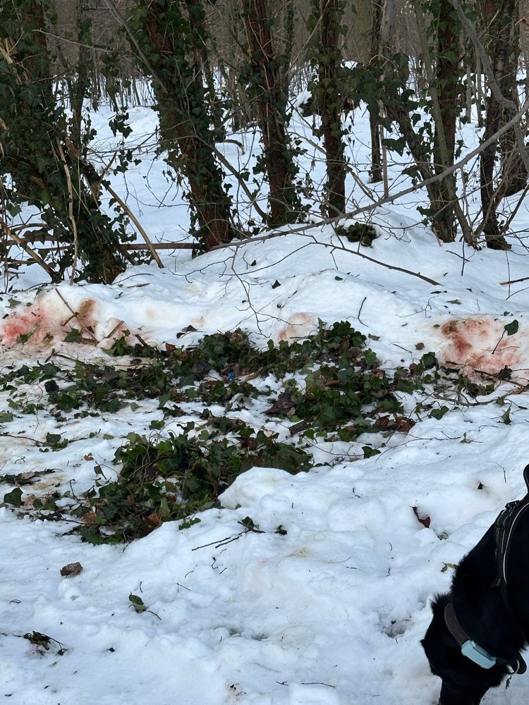 Giftköder-Wildüberreste der letzten Jagd-Profilbild