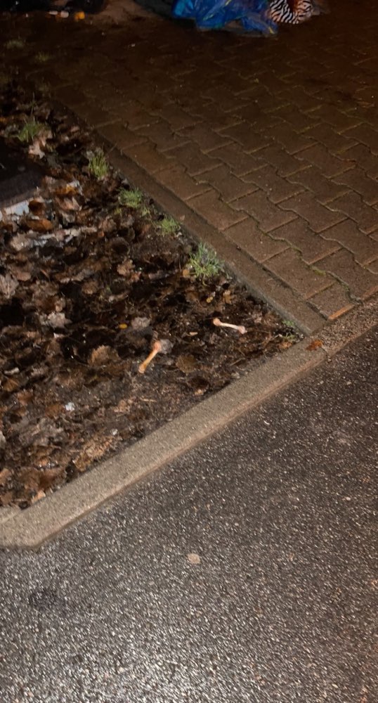 Giftköder-Knochen-Profilbild