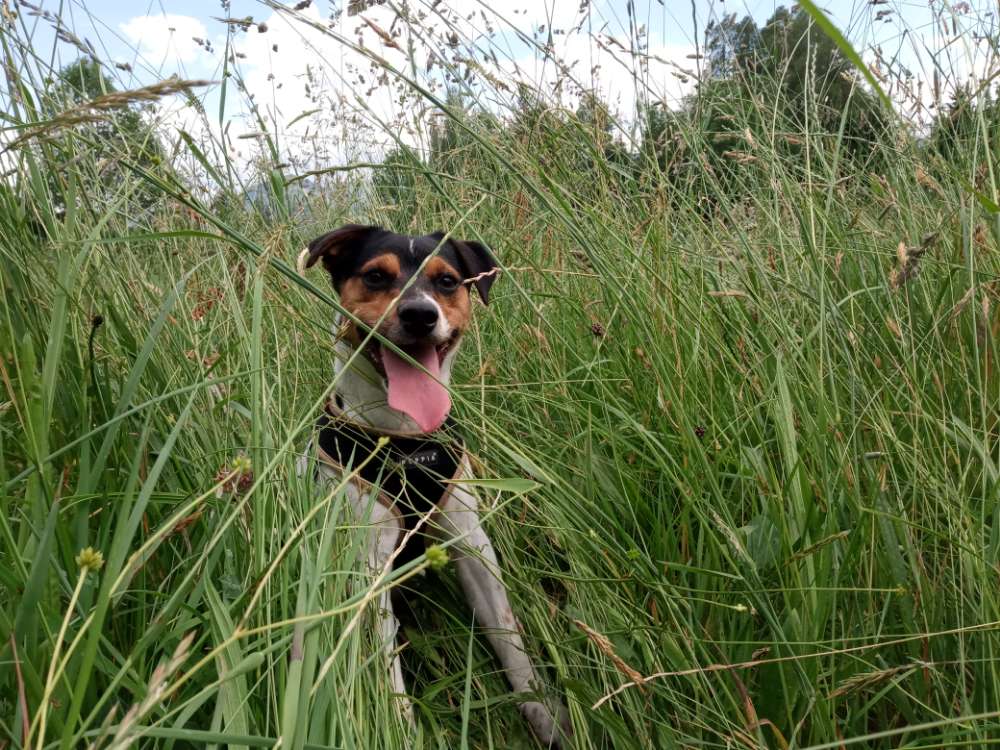 5. Hund im hohen Gras