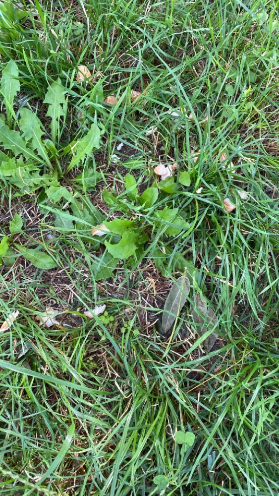 Giftköder-Ausgestreutes Fleisch-Profilbild
