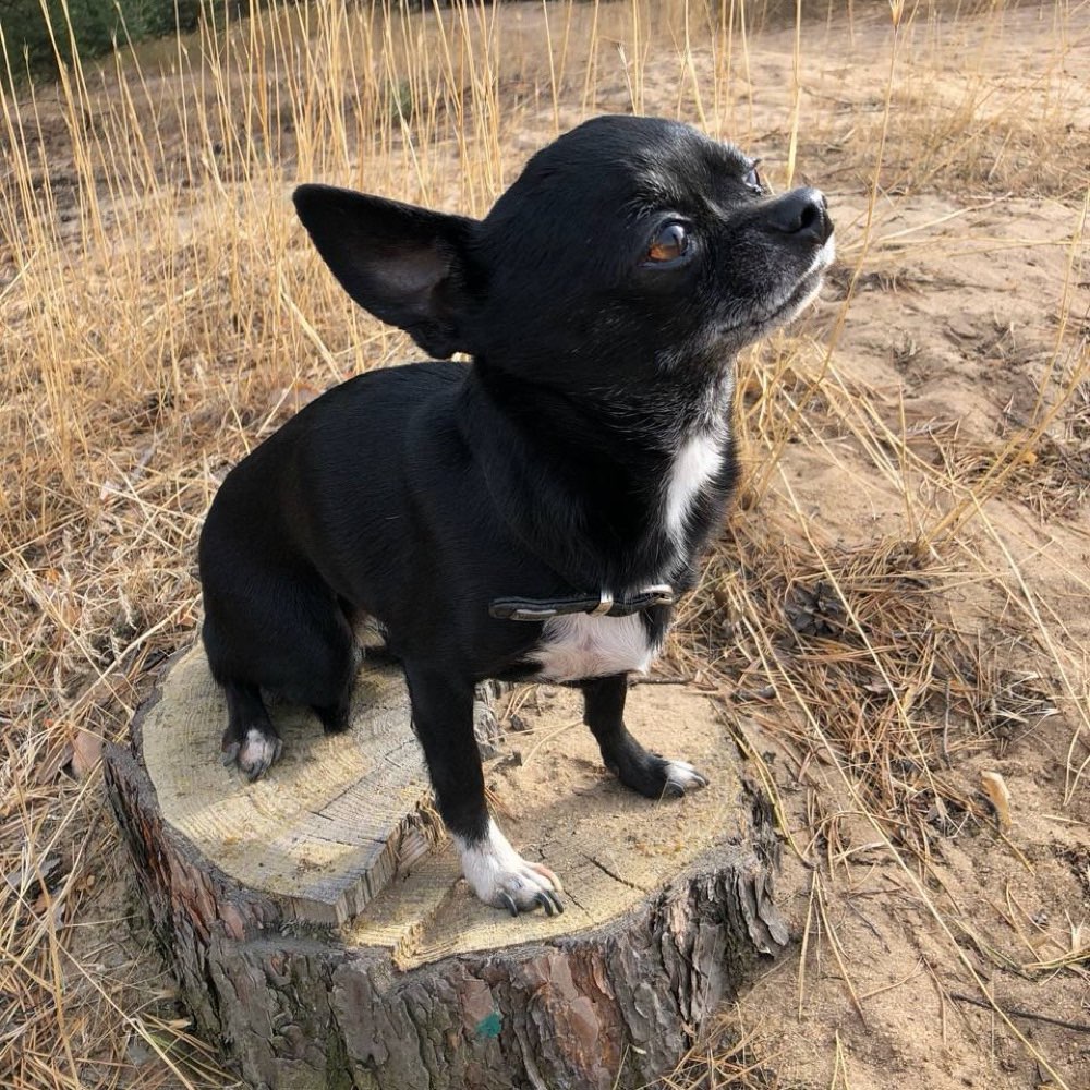 Suchmeldung-Chanel-Profilbild