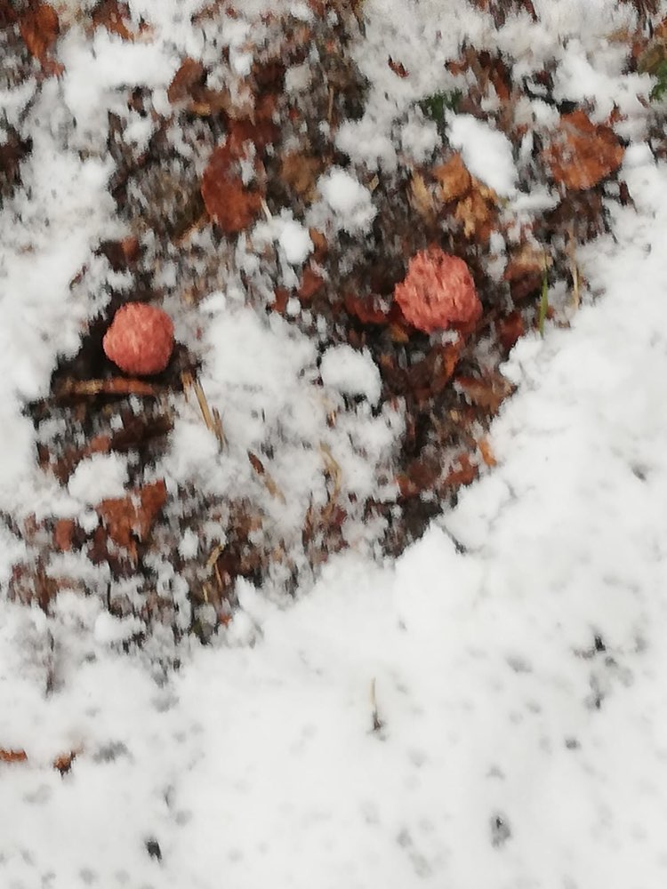 Giftköder-Offenbar Giftköder-Profilbild