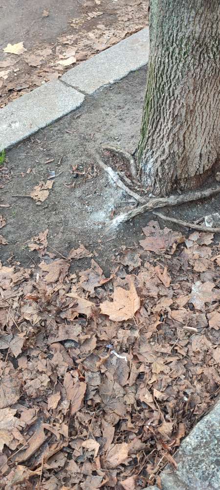 Giftköder-Weißes Pulver Nassauischestraße-Profilbild