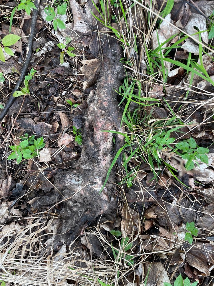 Giftköder-Toter Marder-Profilbild