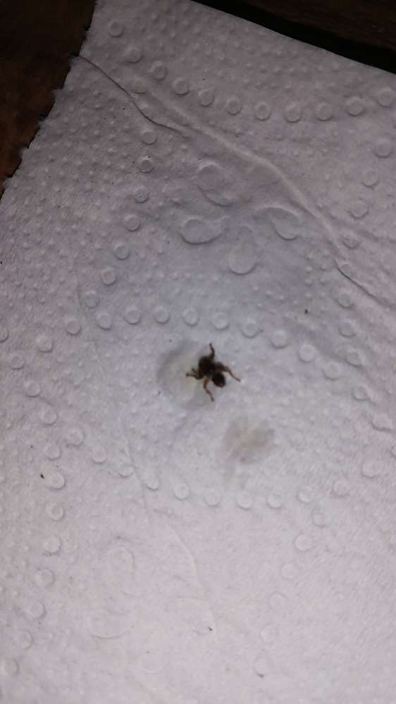 Giftköder-Hirschlausfliegen-Profilbild