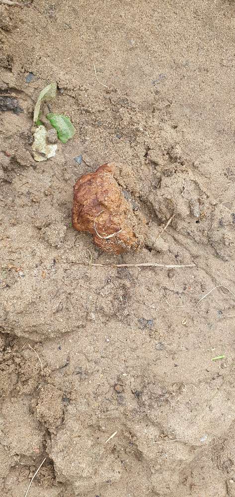 Giftköder-Giftköder versetzt mit Schrauben-Profilbild