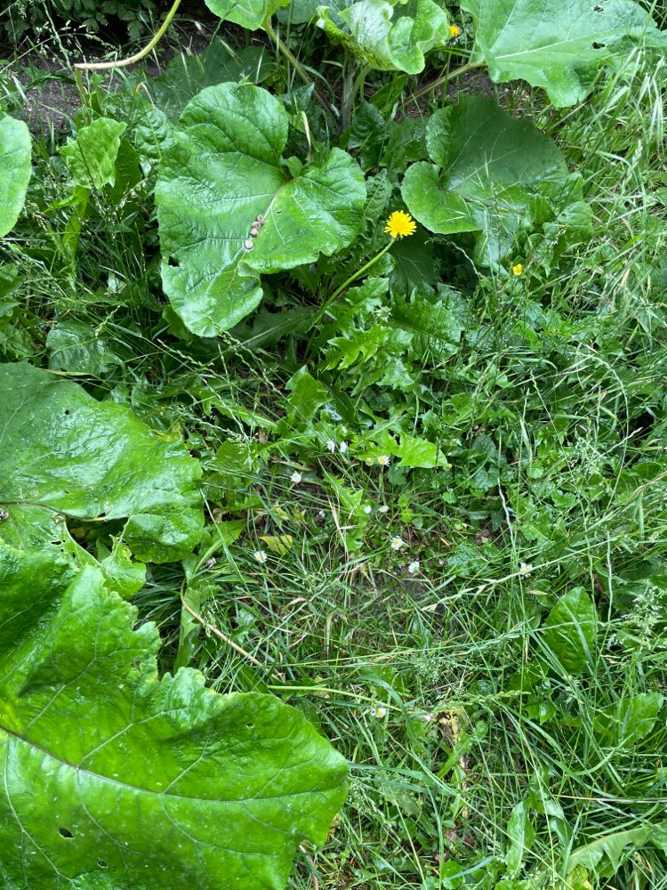 Giftköder-Potenziell Giftköder-Profilbild