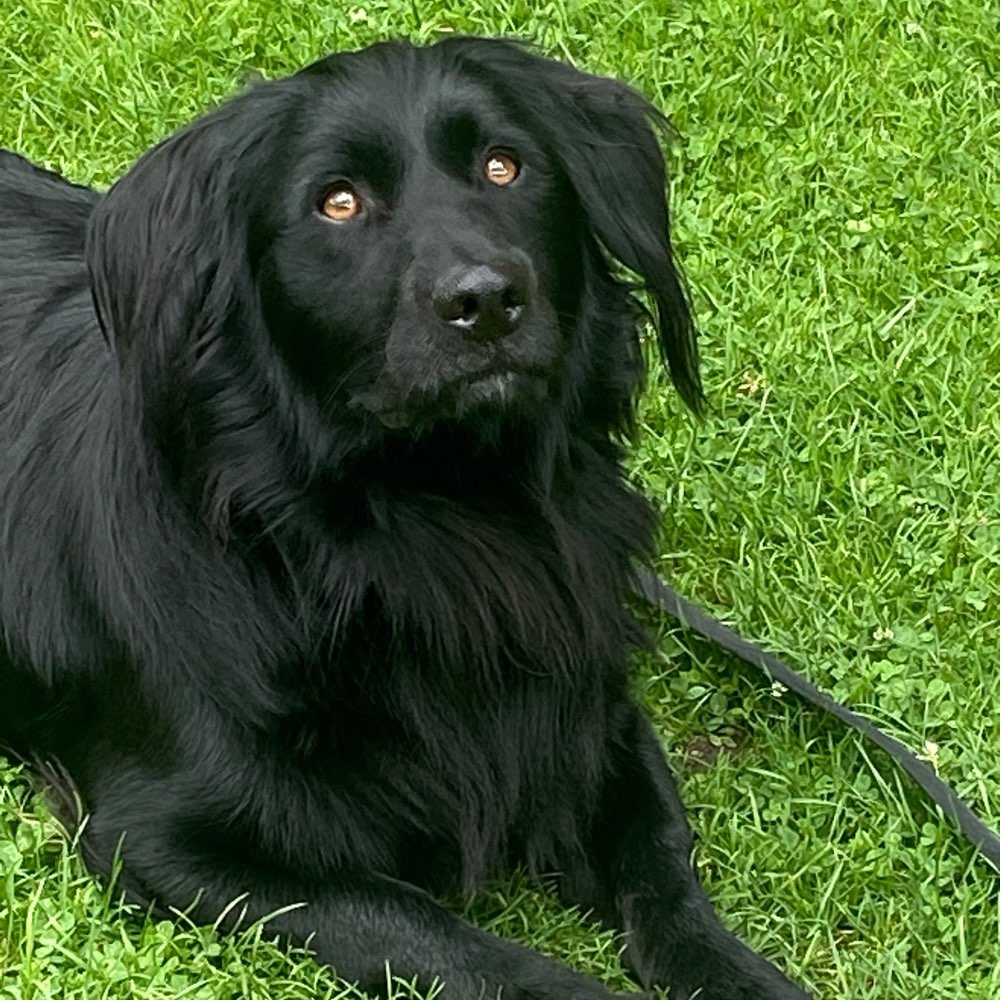 Hundetreffen-Gemeinsame Gassirunden, Training und Spaß-Profilbild