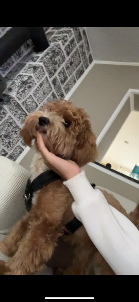 Hundetreffen-Hundekumpel gesucht/Gassirunde, Spielrunde…-Profilbild