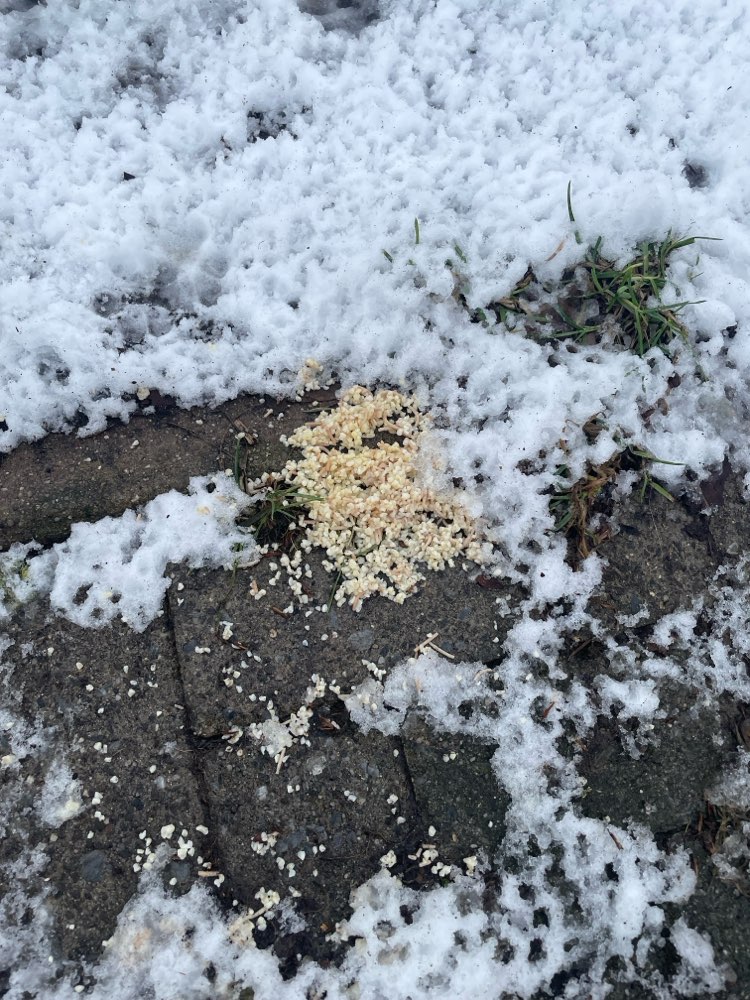 Giftköder-Mögliche Giftköder-Profilbild