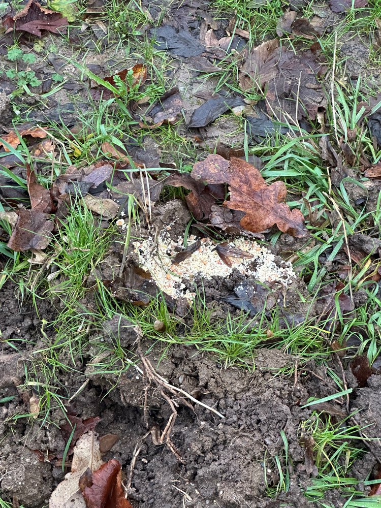 Giftköder-Möglicher Giftköder-Profilbild