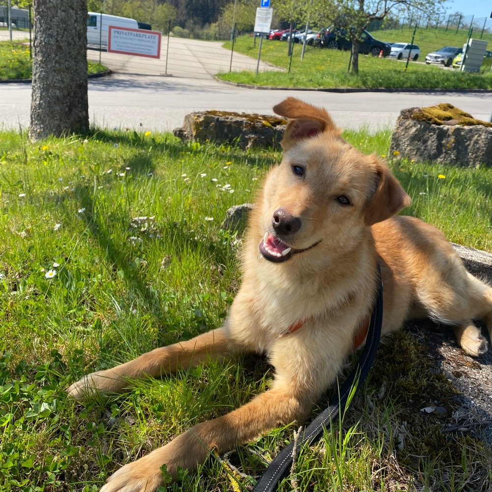 Hundetreffen-Hundetreff Rutesheim-Profilbild