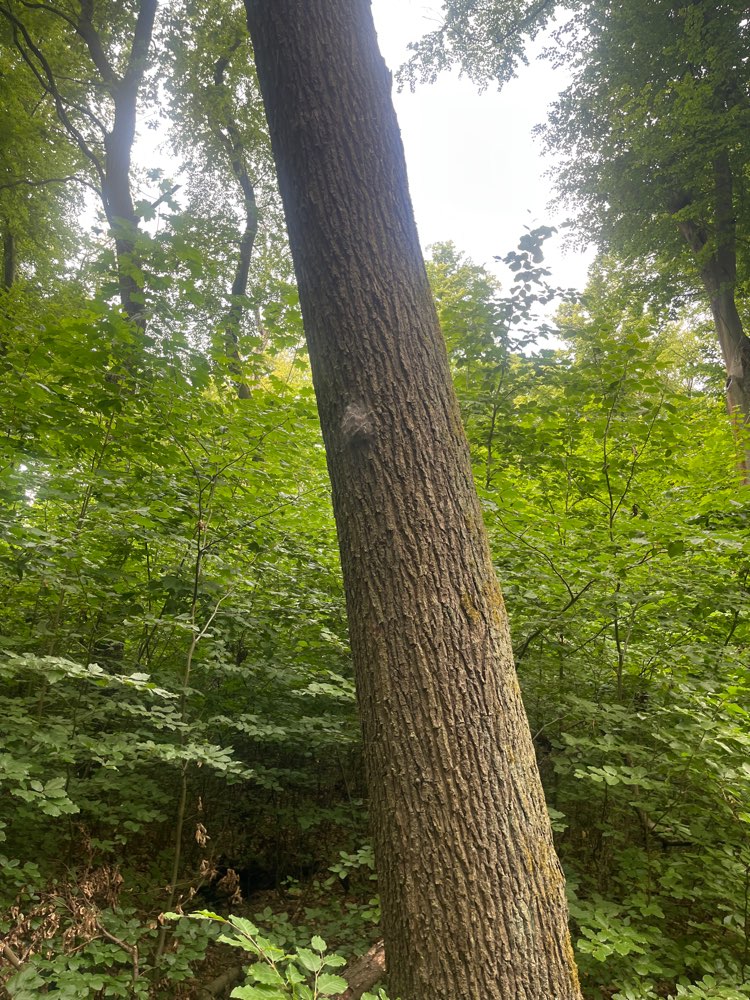 Giftköder-EPS im Plänterwald Nähe Plansche-Profilbild