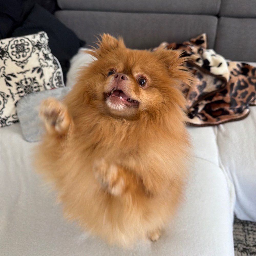 Hundetreffen-Trainingspartner für Hundebegegnungen gesucht-Profilbild
