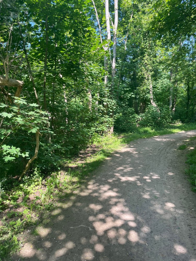 Giftköder-Eichen-Prozessionsspinner-Profilbild