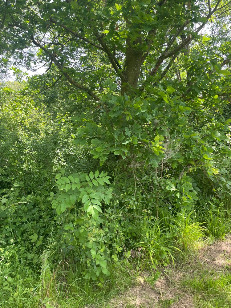 Giftköder-Eichen-Prozessionsspinner-Profilbild