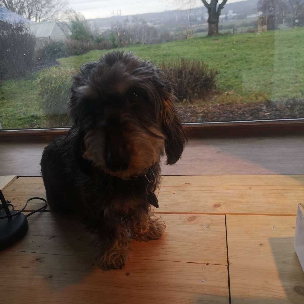 Hundetreffen-Gassigehen im Nahbereich Dönche-Profilbild