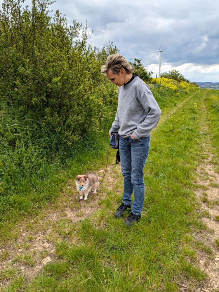 Hundetreffen-Welpen treffen oder Spielrunde-Profilbild