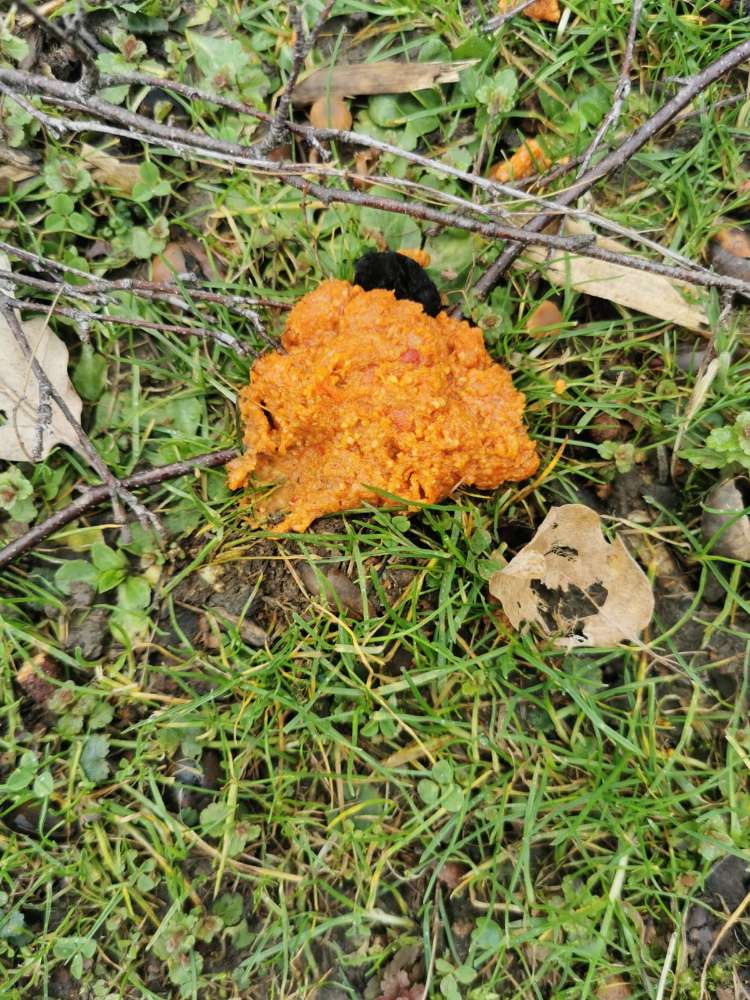 Giftköder-Couscous im Bröckelmanns Park ausgelegt-Profilbild