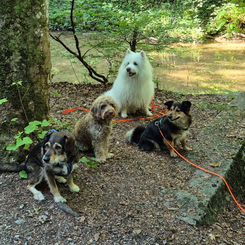 Hundetreffen-Hundewandergruppe Zürcher Oberland🇨🇭🐩🐕🐕‍🦺🐶-Profilbild